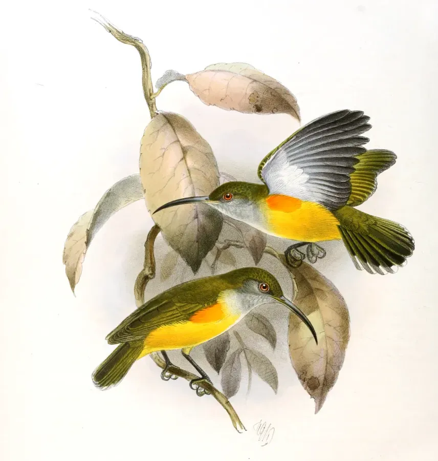 File:Arachnothera flammifera Keulemans.jpg