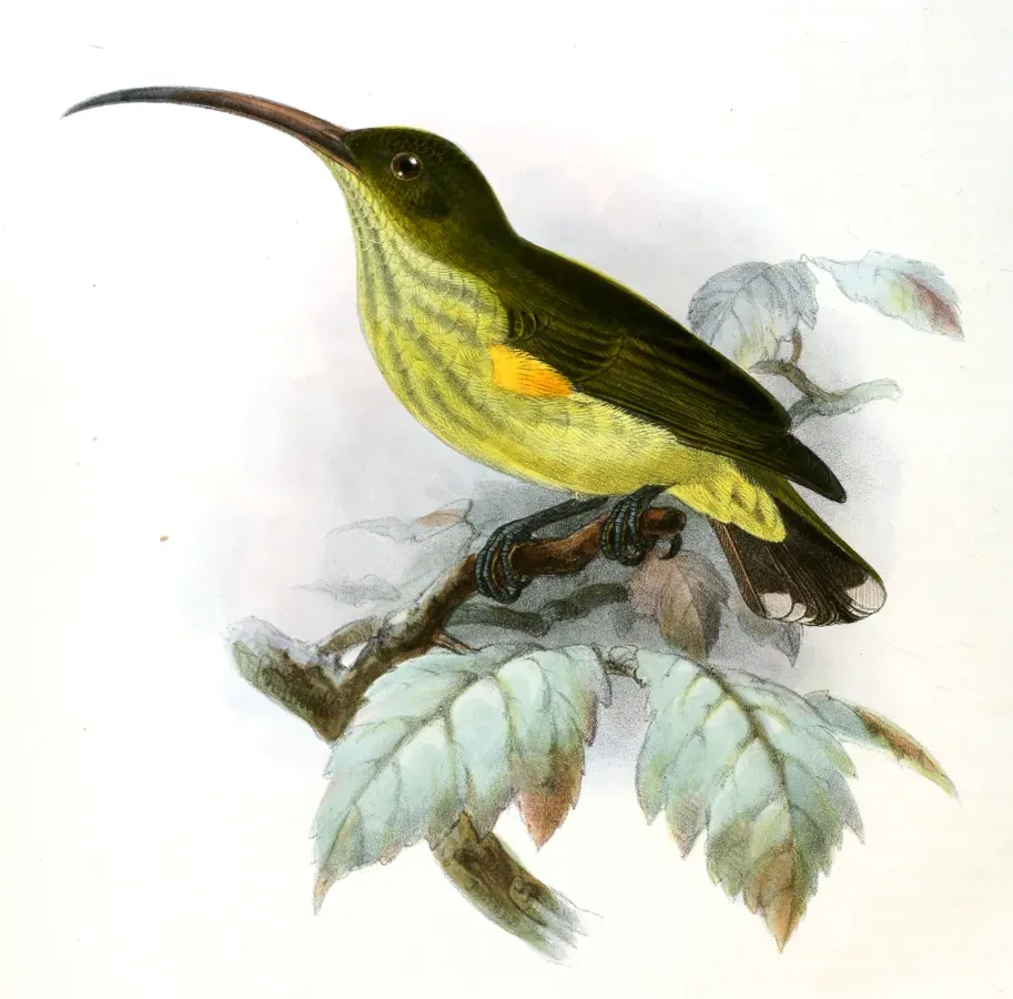 File:Arachnothera robusta Keulemans.jpg