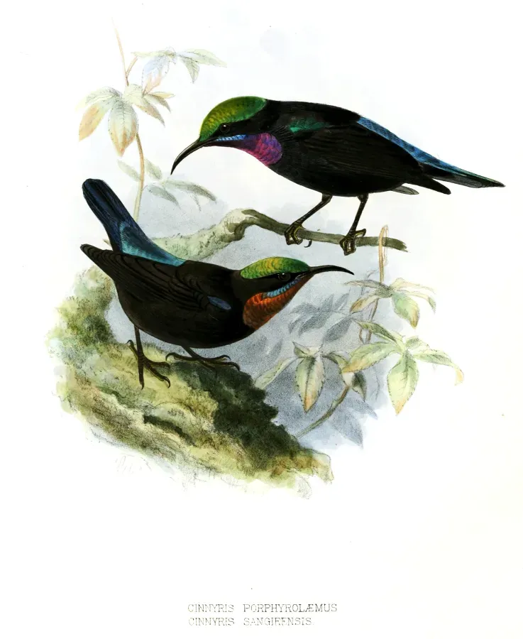 File:Leptocoma sericea porphyrolaema sangirensis Keulemans.jpg