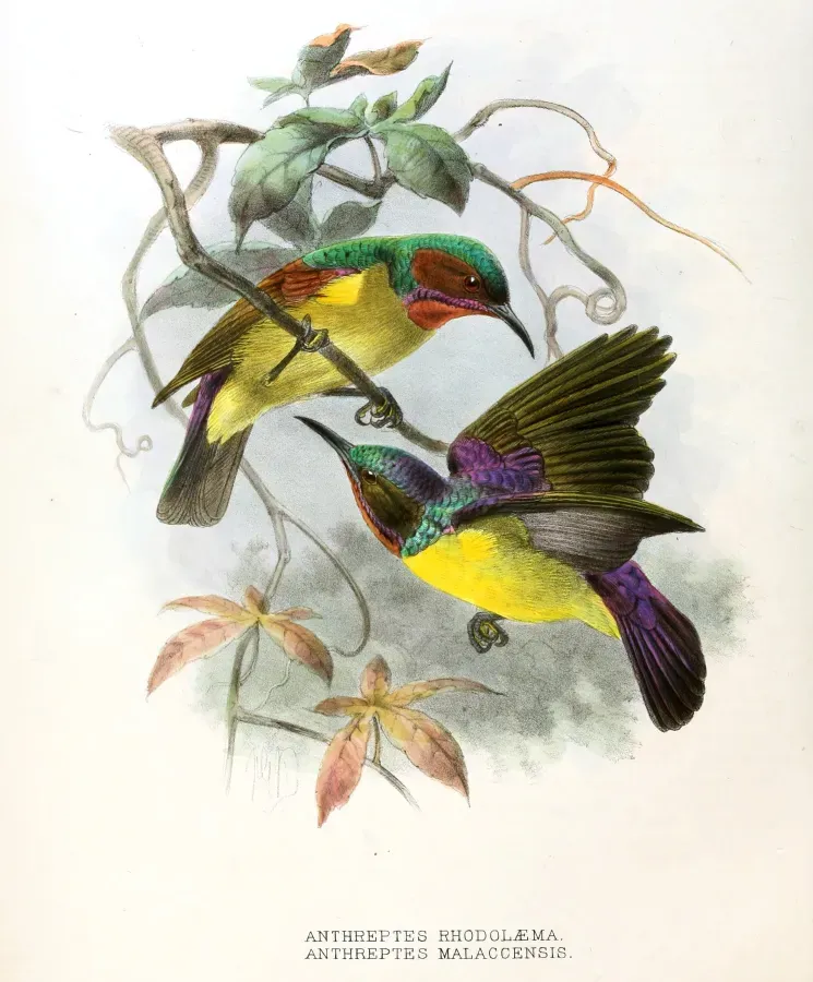 File:Anthreptes rhodolaemus, malacensis Keulemans .jpg
