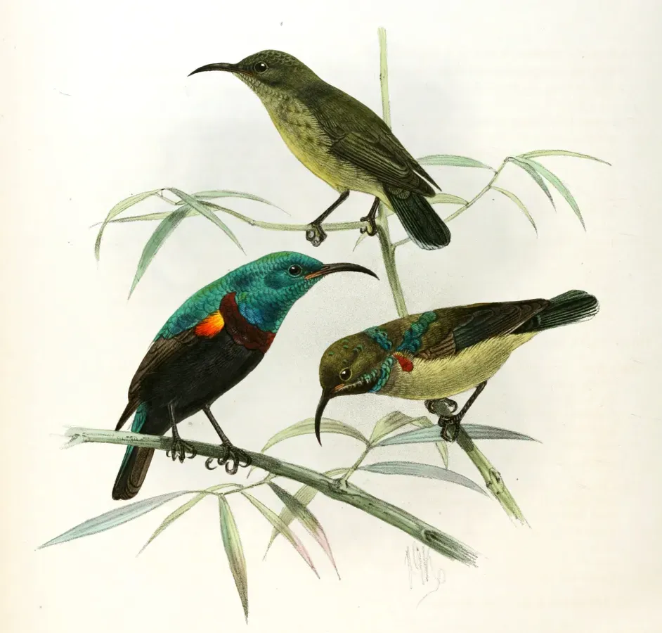 File:Cinnyris comorensis Keulemans.jpg