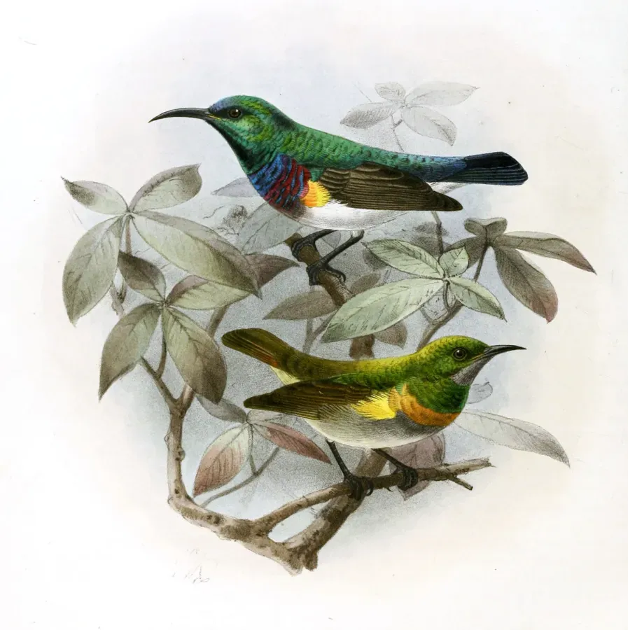 File:Cinnyris oustaleti, Anthreptes rectirostris tephrolaema Keulemans.jpg