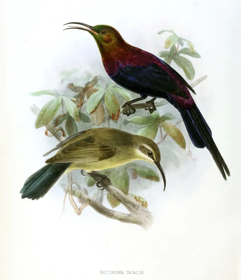 File:Nectarinia tacazze Keulemans.jpg