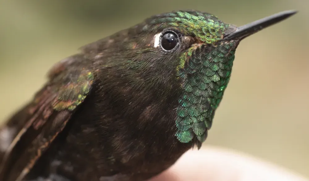 File:Metallura iracunda (15014983773).jpg