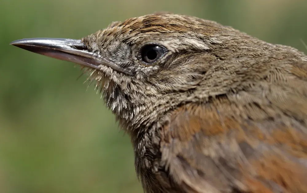File:Asthenes perijana (15014404884).jpg