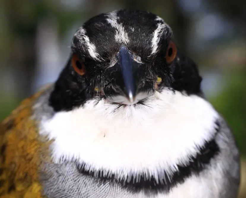 File:Arremon perijanus (15014987043).jpg