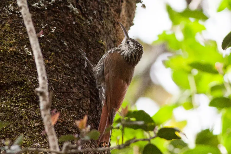 File:White-striped Woodcreeper (Lepidocolaptes leucogaster) (8079381062).jpg