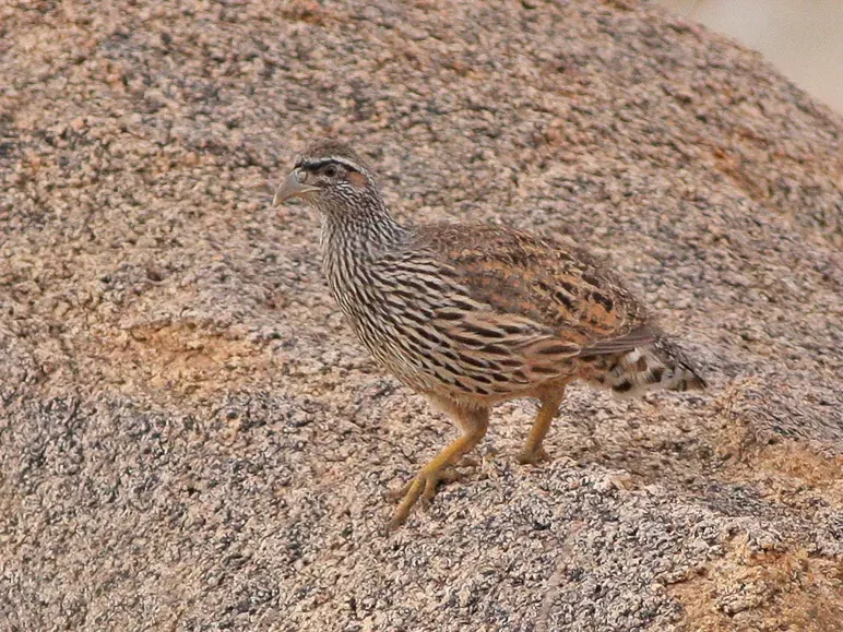 File:Hartlaub's Spurfowl (Pternistis hartlaubi) (8077252708).jpg