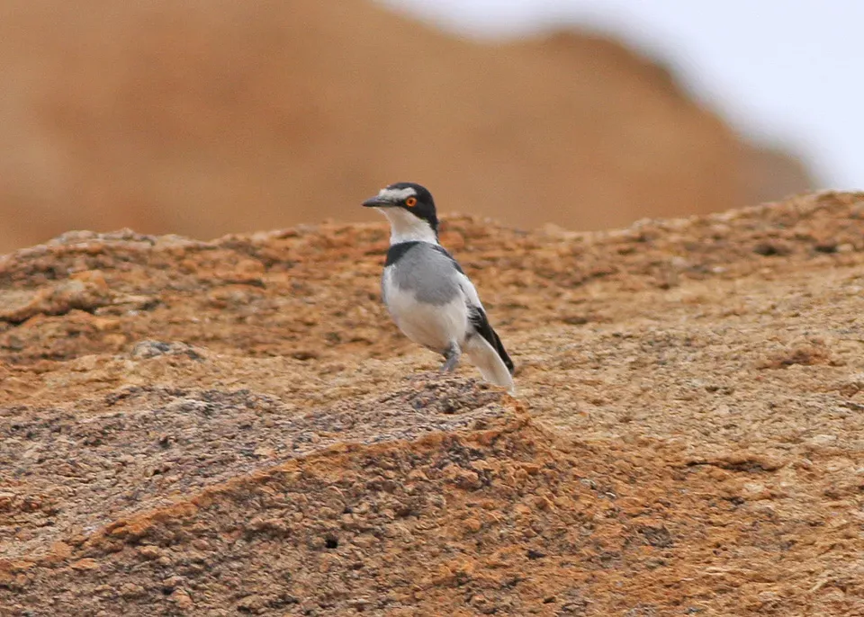 File:White-tailed Shrike (Lanioturdus torquatus) (8077255030).jpg