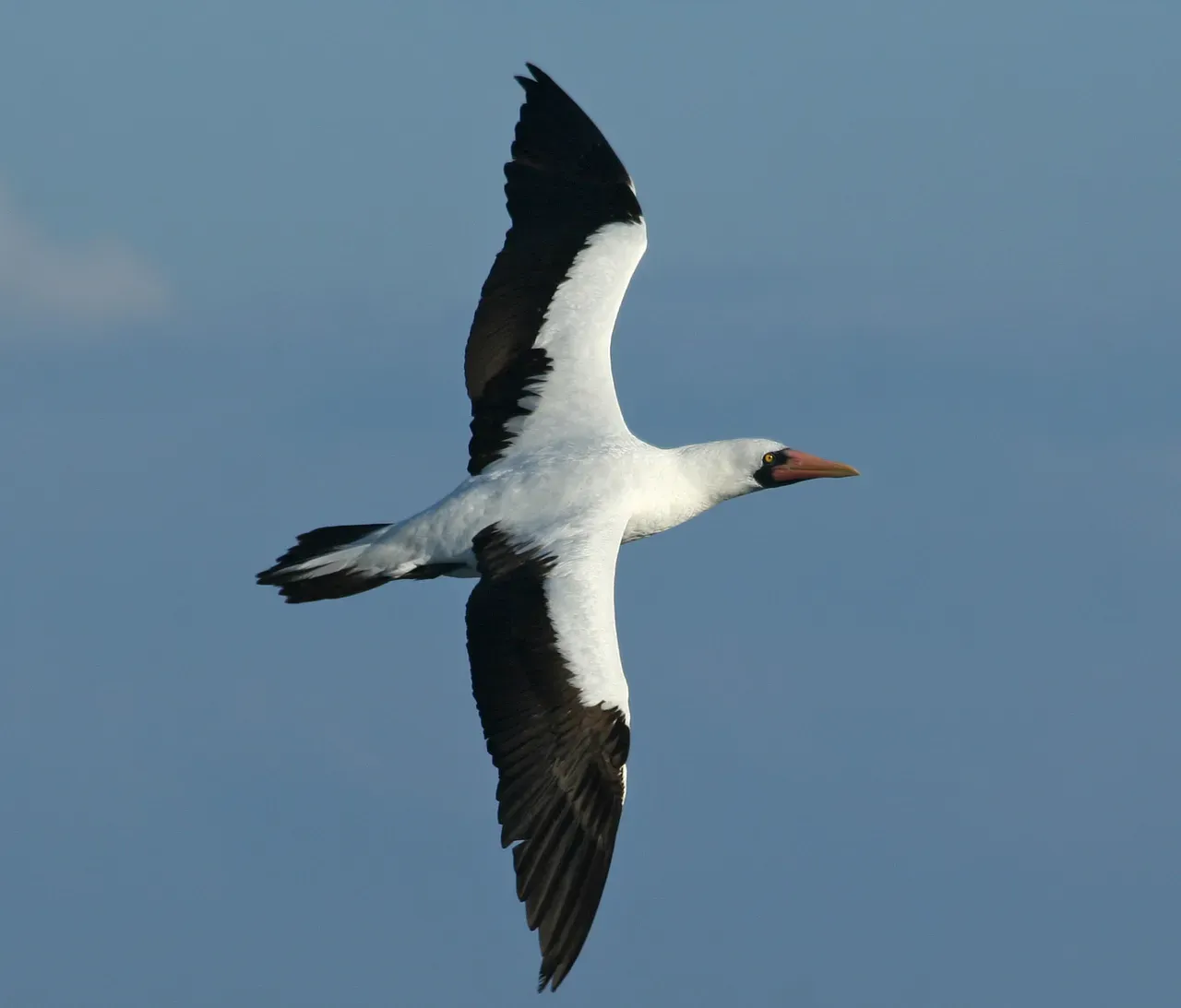 File:Nazca Booby (Sula granti) in flight -Ecuador.jpg