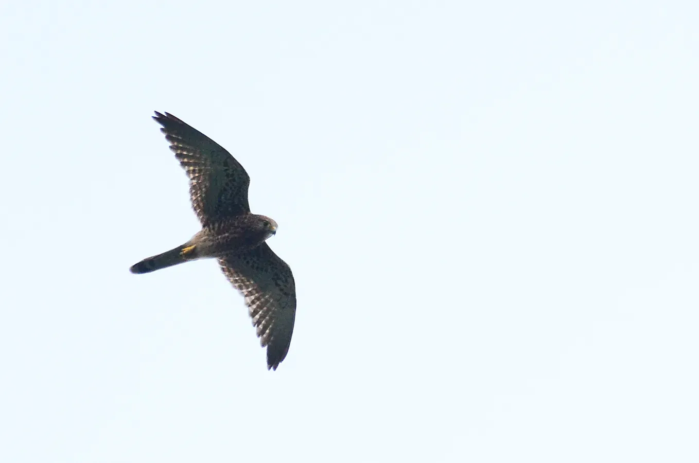 File:Alap-alap sapi-Spotted kestrel (Falco moluccensis) (13899727640).jpg
