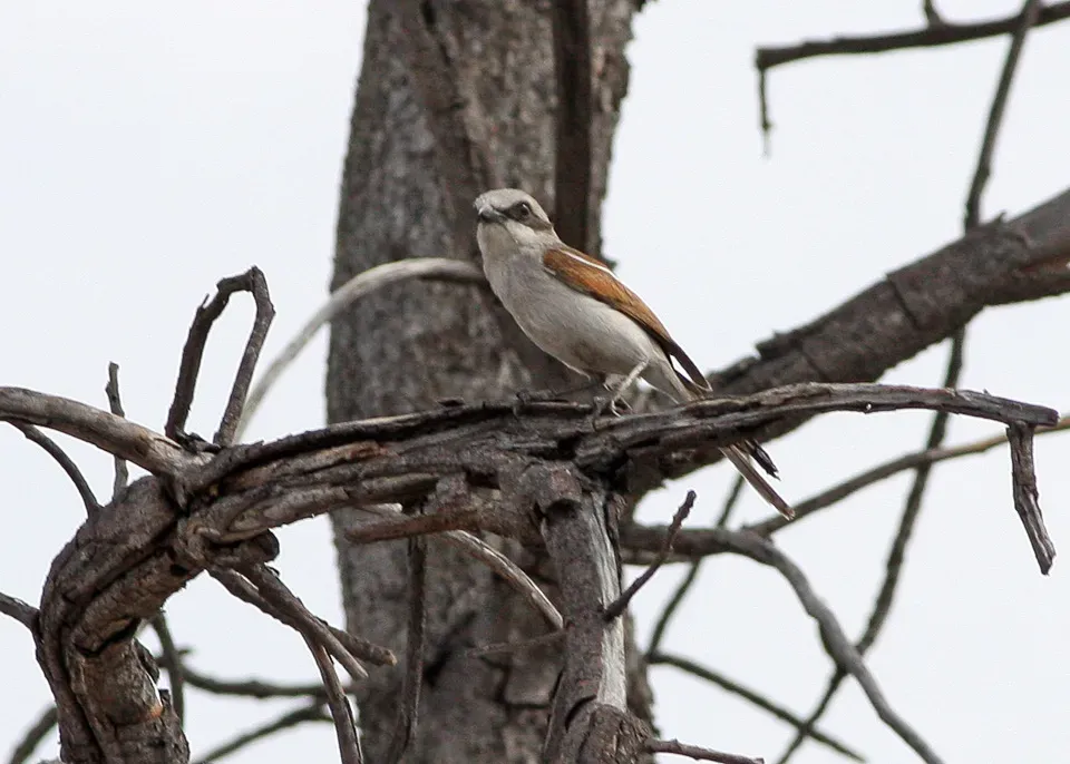 File:Souza's Shrike (Lanius souzae) (8077352625).jpg