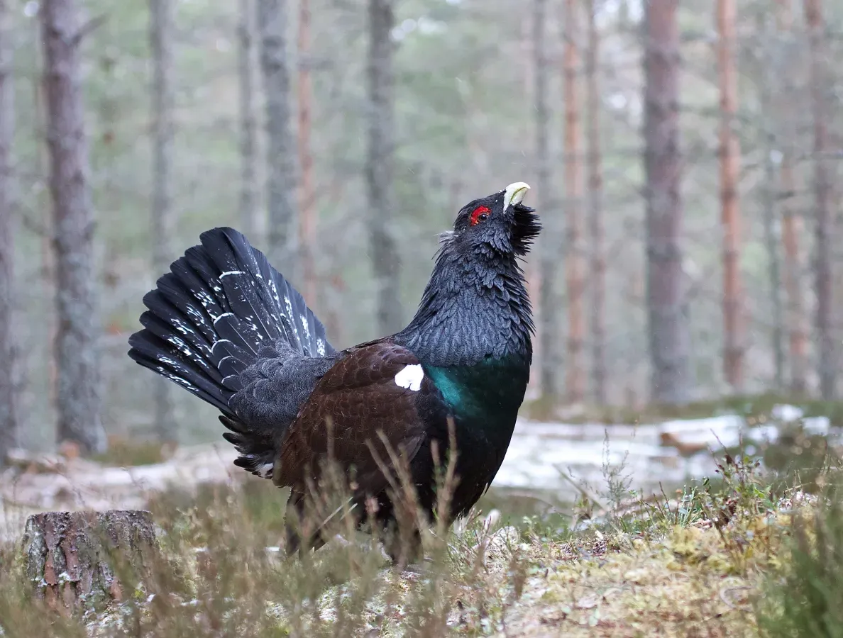 File:Tetrao urogallus, Glenfeshie, Scotland 1.jpg