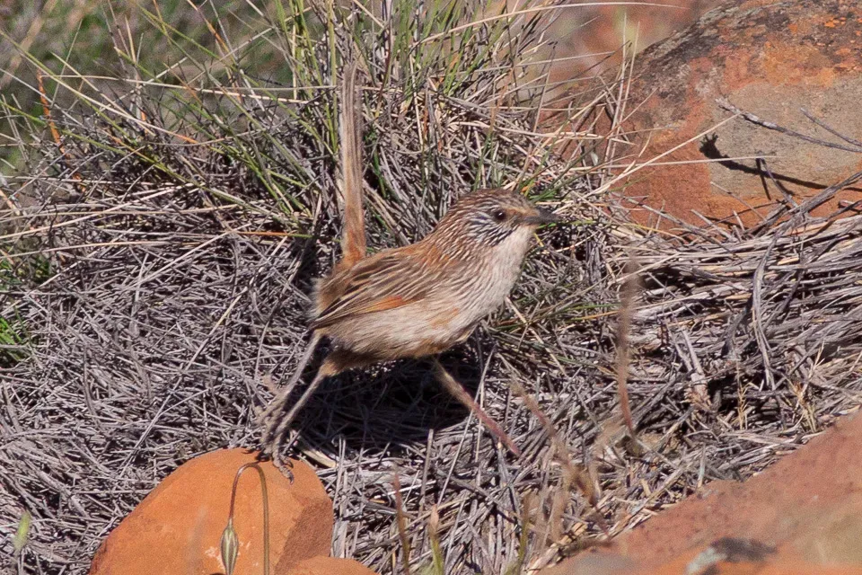 File:Short-tailed Grasswren (Amytornis merrotsyi).jpg