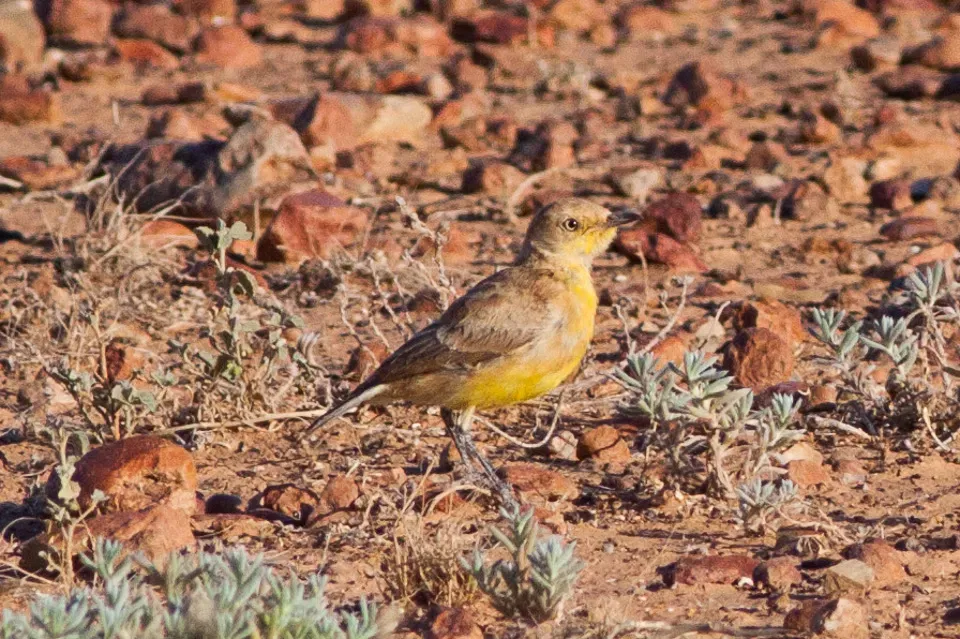 File:Gibberbird (Ashbyia lovensis).jpg