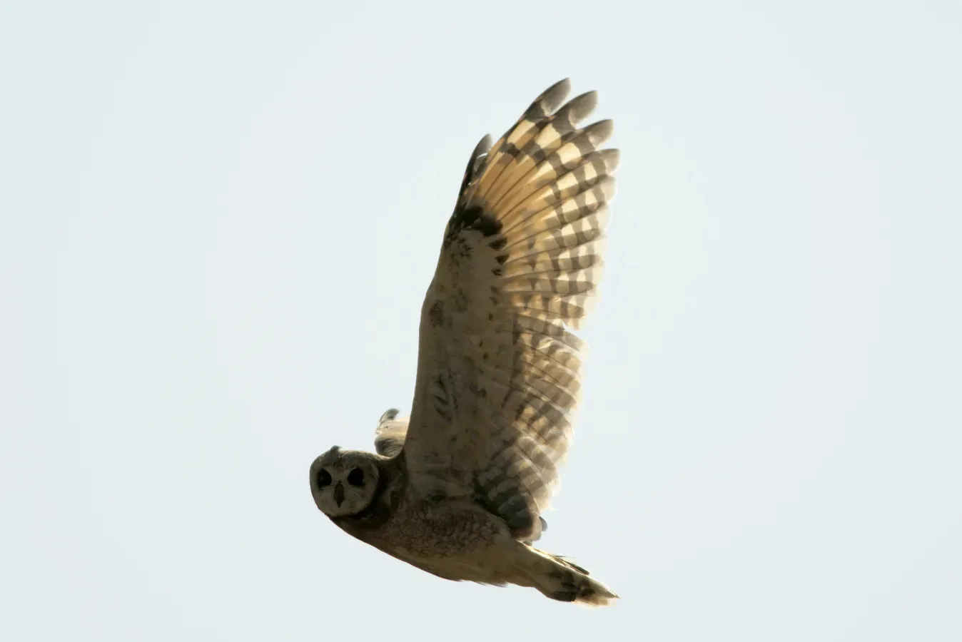 File:Asio capensis, Ethiopia 1.jpg