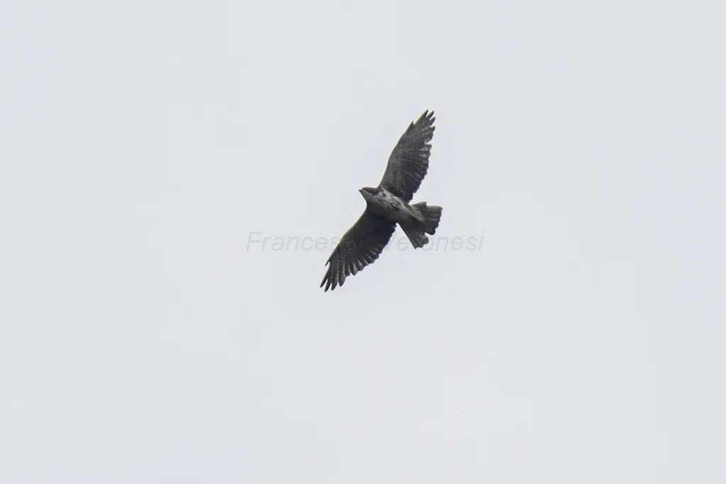 File:Buteo albigula, Ecuador 1.jpg