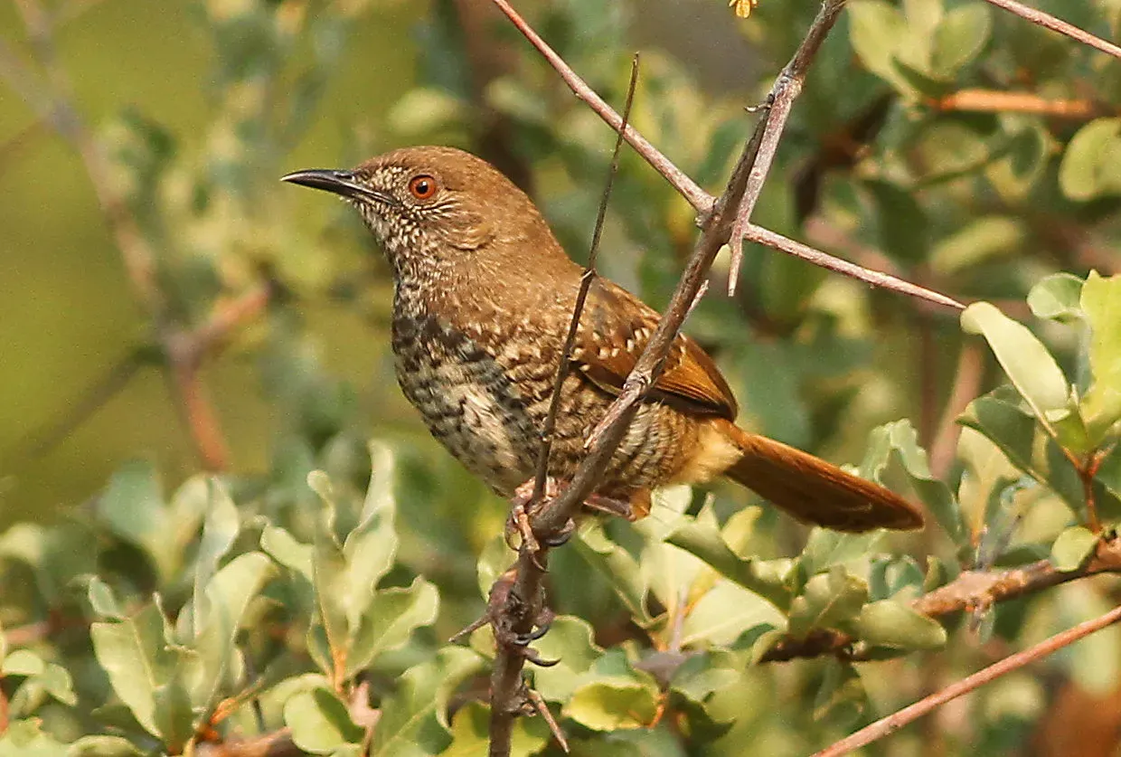 File:Barred wren-warbler, Calamonastes fasciolatus, at Pilanesberg National Park, Northwest Province, South Africa (16369976054).jpg