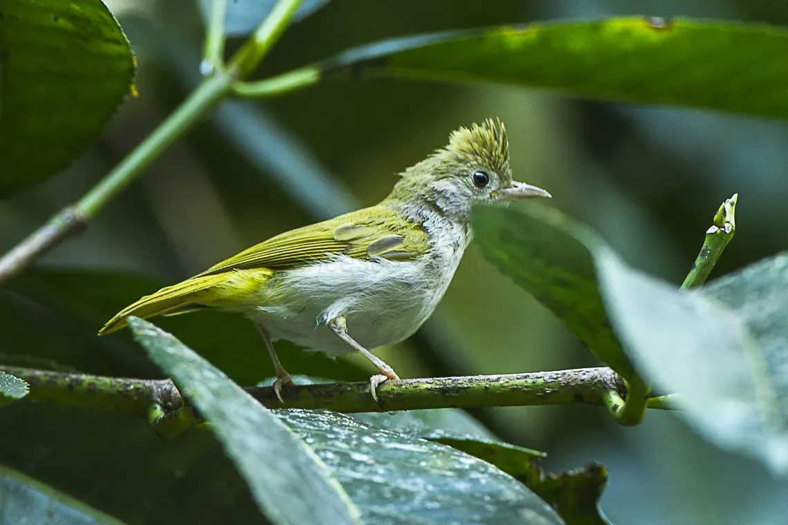 File:Erpornis zantholeuca, Thailand S4E1772 (17050566612).jpg