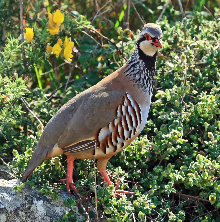 File:AlectorisRufa.jpg