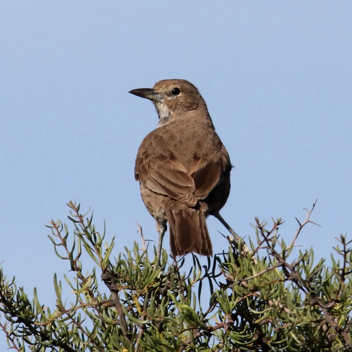 File:Pseudoseisura gutturalis - White-throated cacholote.jpg