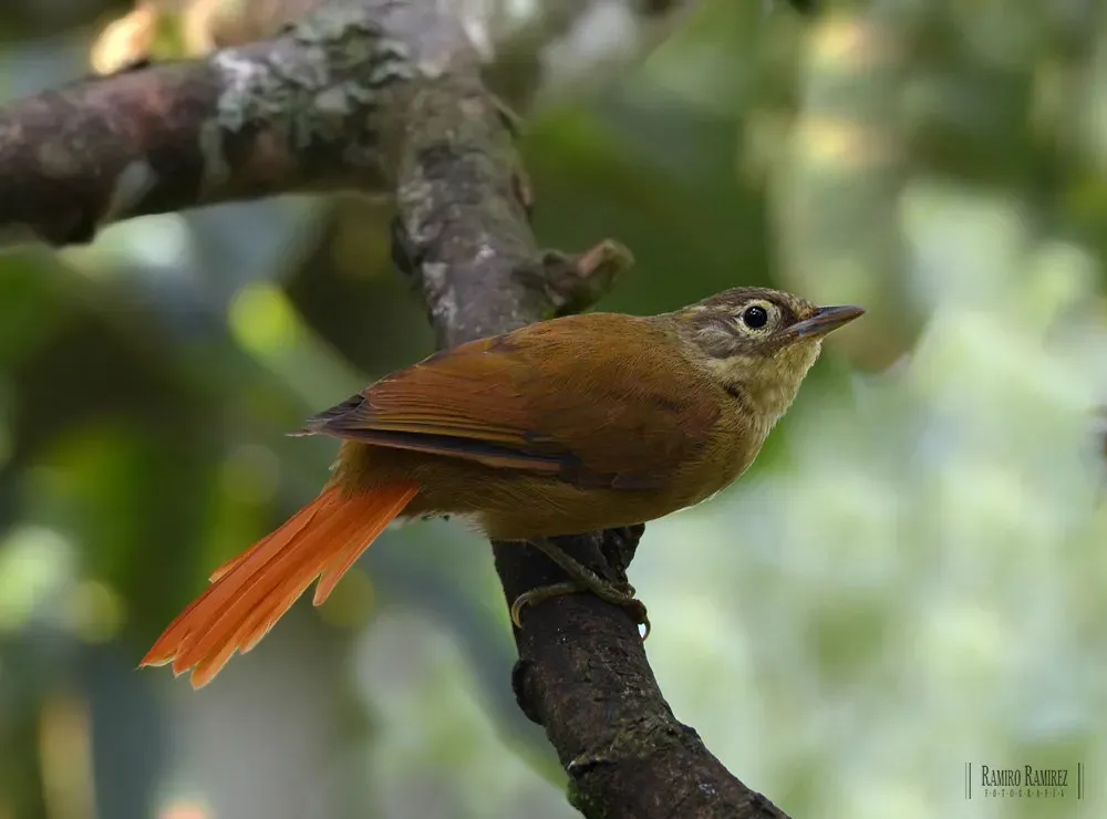 File:Anabacerthia striaticollis (15768922817).jpg