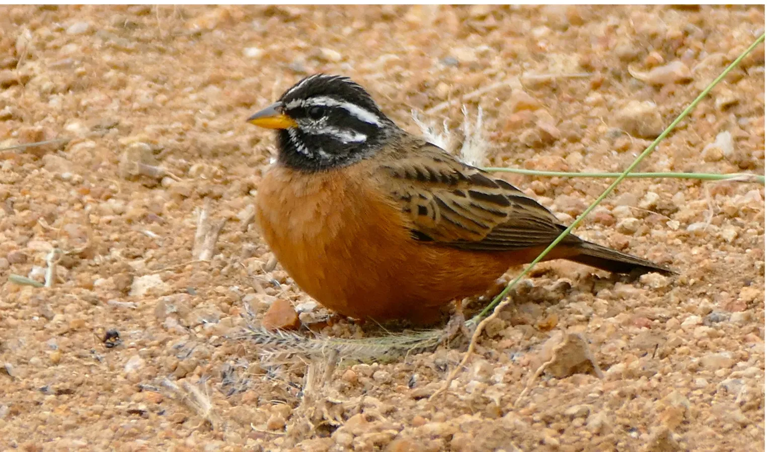 File:Cinnamon-breasted Bunting (Emberiza tahapisi) (16013897374).jpg