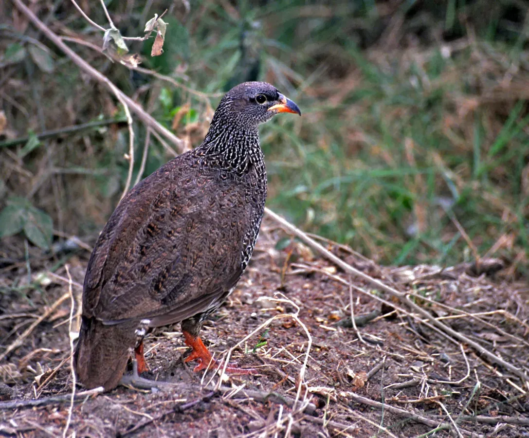 File:Hildebrandt' s Francolin (Pternistis hildebrandti) (8290838825).jpg