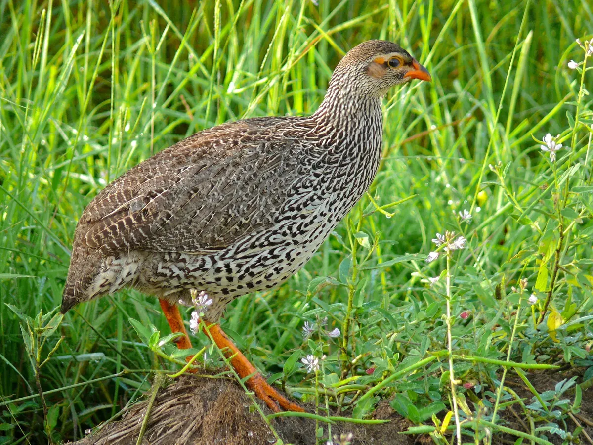 File:Heuglin's Spurfowl (Pternistis icterorhynchus) (7083196897).jpg