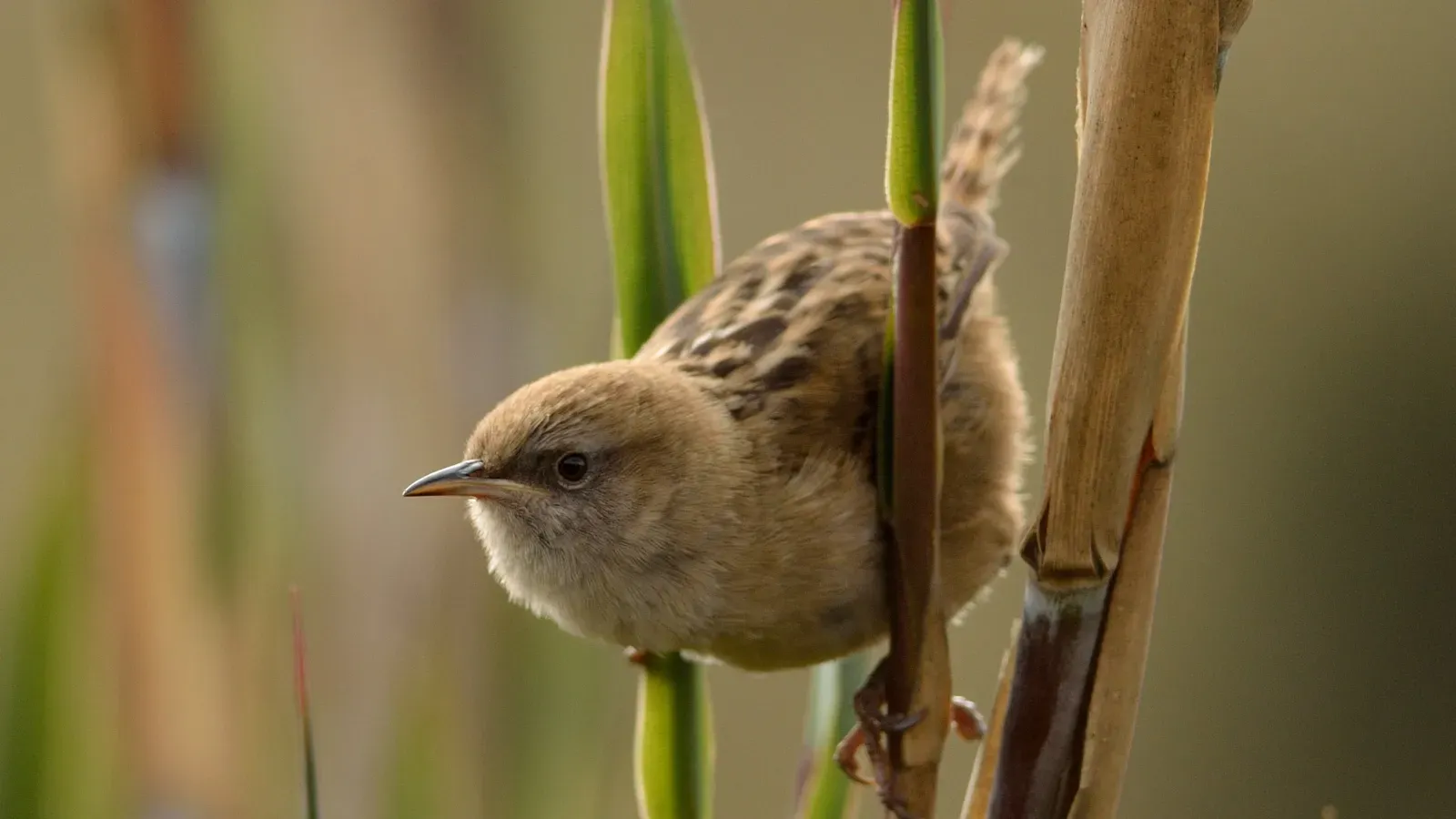 File:Cistothorus apolinari (17186001322).jpg