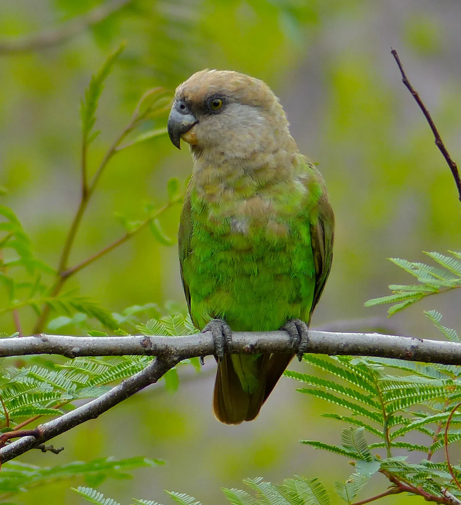 File:Brown-headed Parrot (Poicephalus cryptoxanthus) (11688869593).jpg