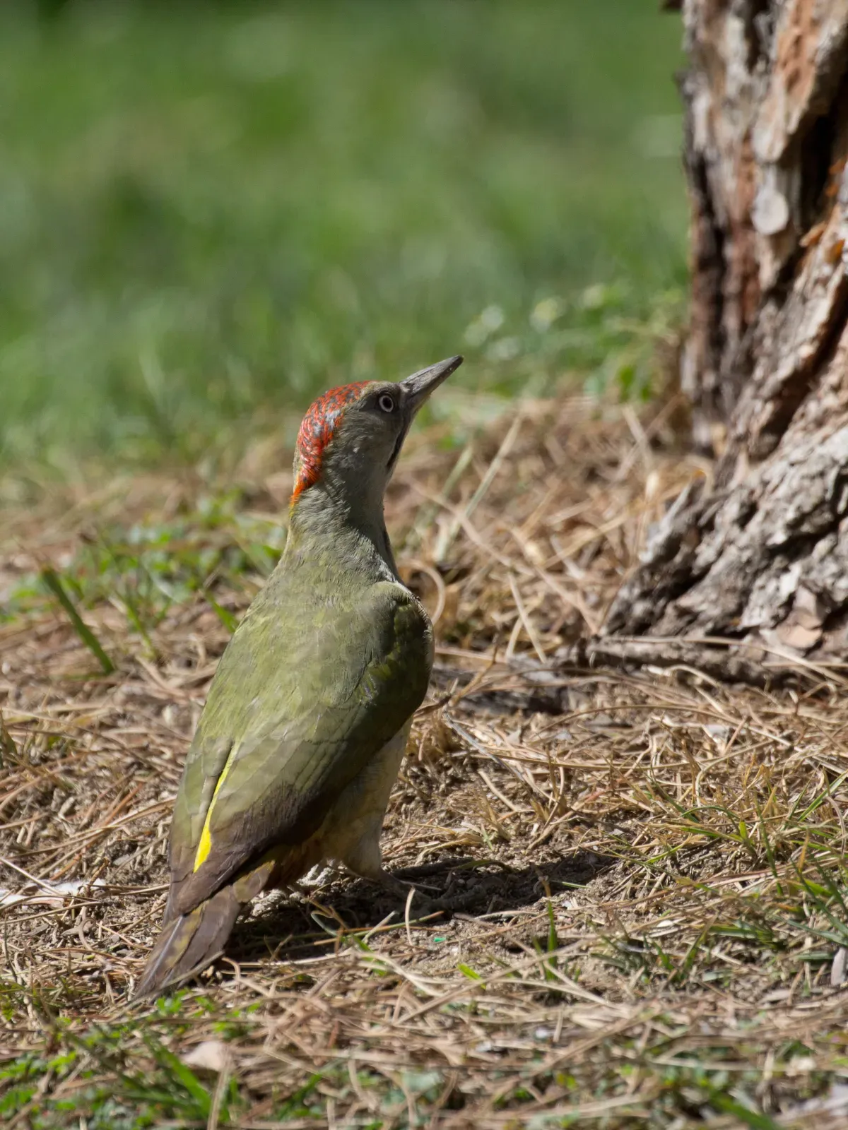 File:Picus sharpei, Parque de El Retiro, Madrid - 01.jpg