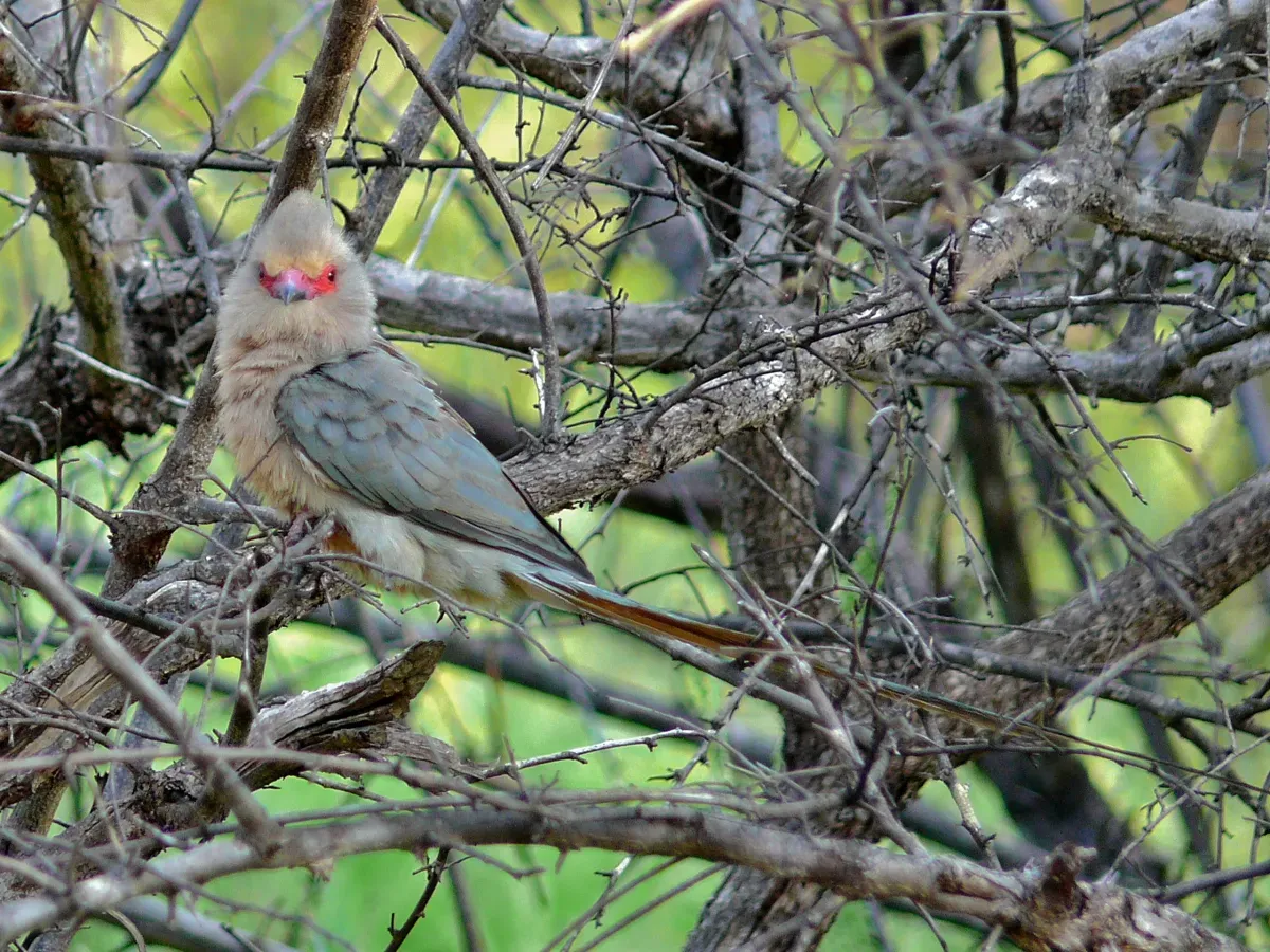 File:Red-faced Mousebird (Urocolius indicus).jpg