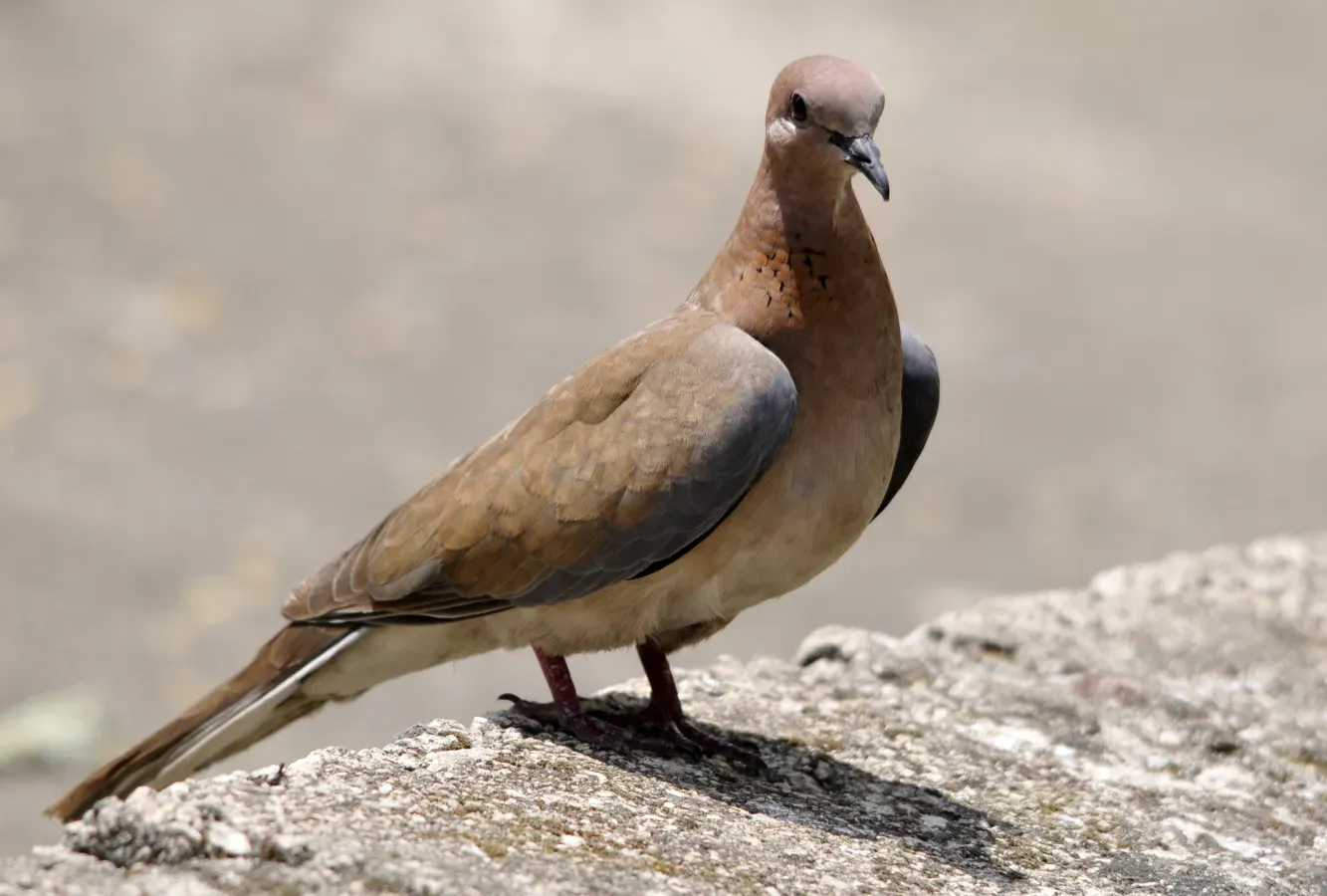 File:Laughing Dove - Spilopelia senegalensis 02.JPG