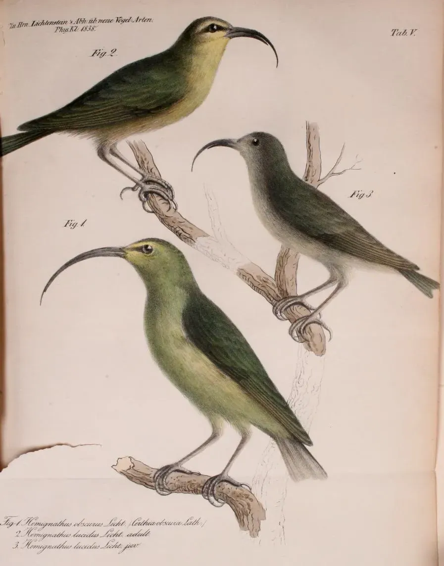 File:Hemignathus lucidus 1838 Lichtenstein.jpg