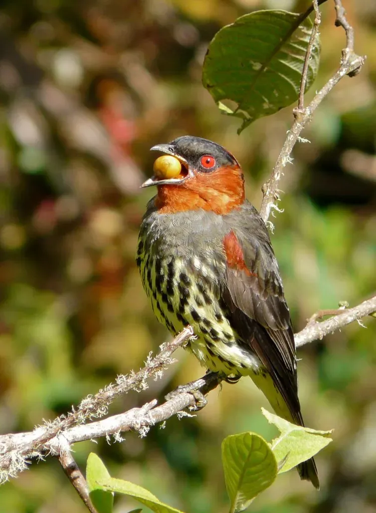 File:Ampelion rufaxilla - Chestnut-crested Cotinga (5741252596).jpg