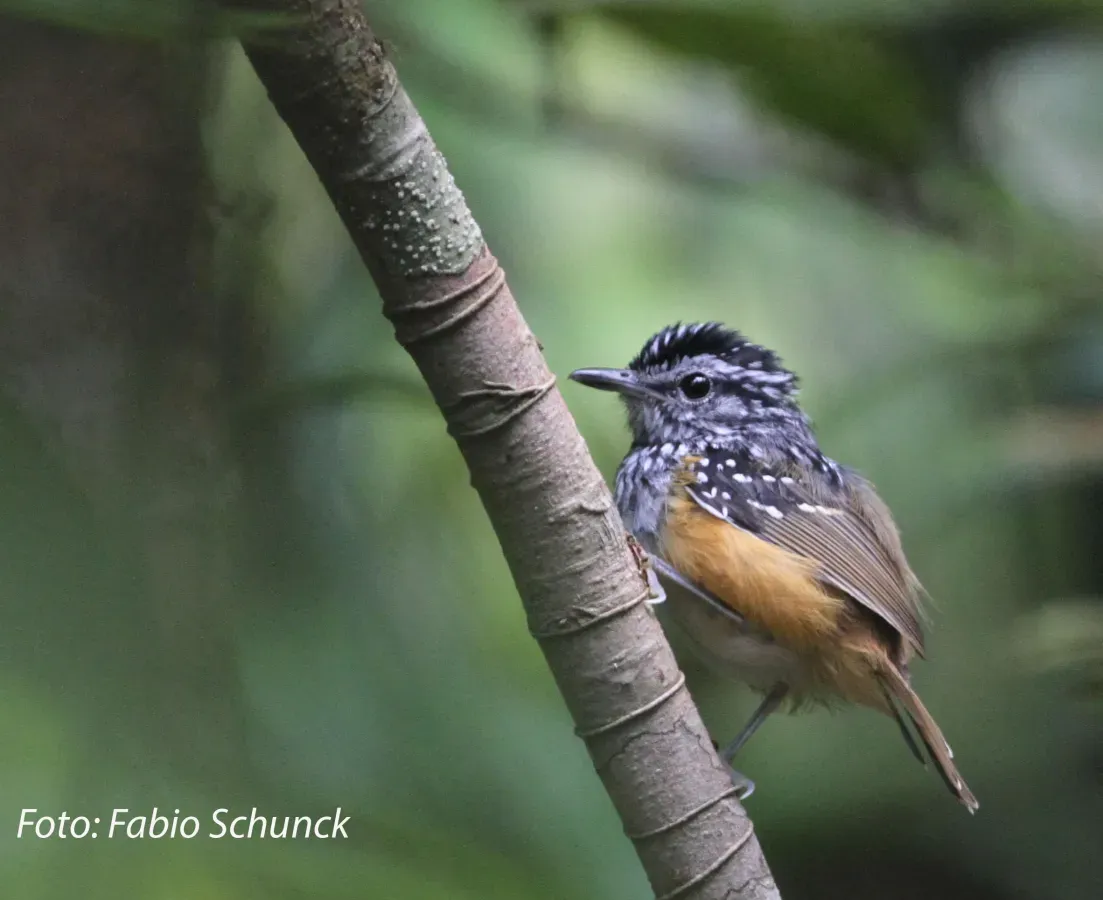File:Hypocnemis rondoni - Manicore warbling-antbird.jpg
