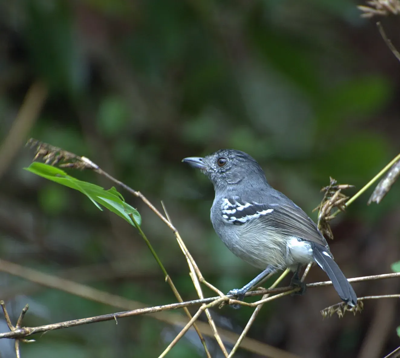 File:CHOCA-DA-MATA macho ( Thamnophilus caerulescens).jpg