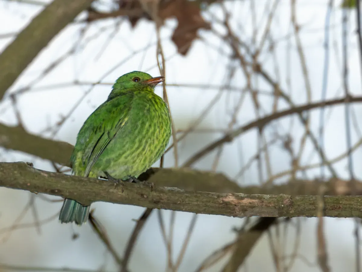 File:Golden-breasted Fruiteater - Granicera Pechidorada (Pipreola aureopectus festiva)(♀) (13906639939).jpg