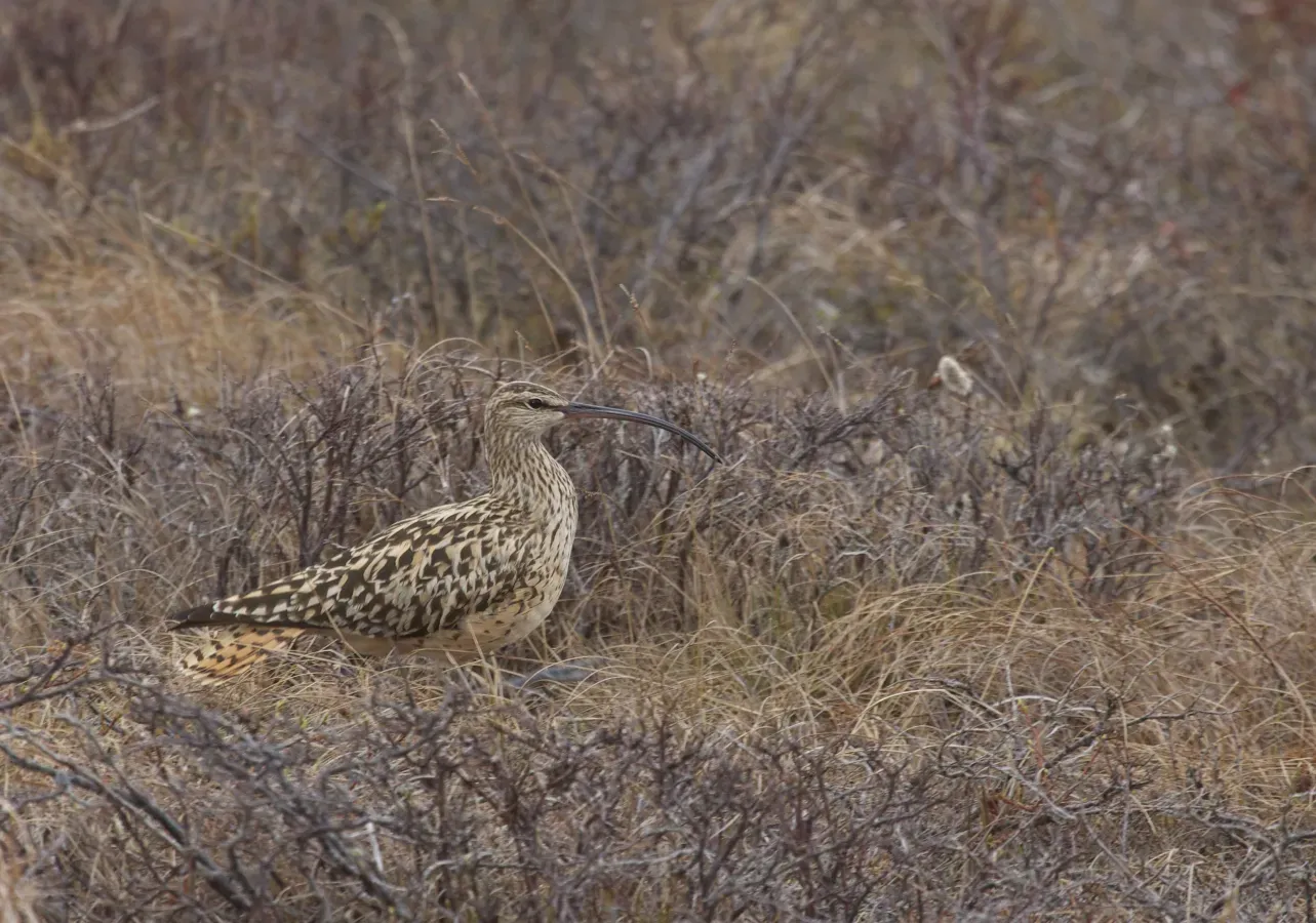 File:Bristle-thighed Curlew (Numenius tahitiensis) (14148723507).jpg