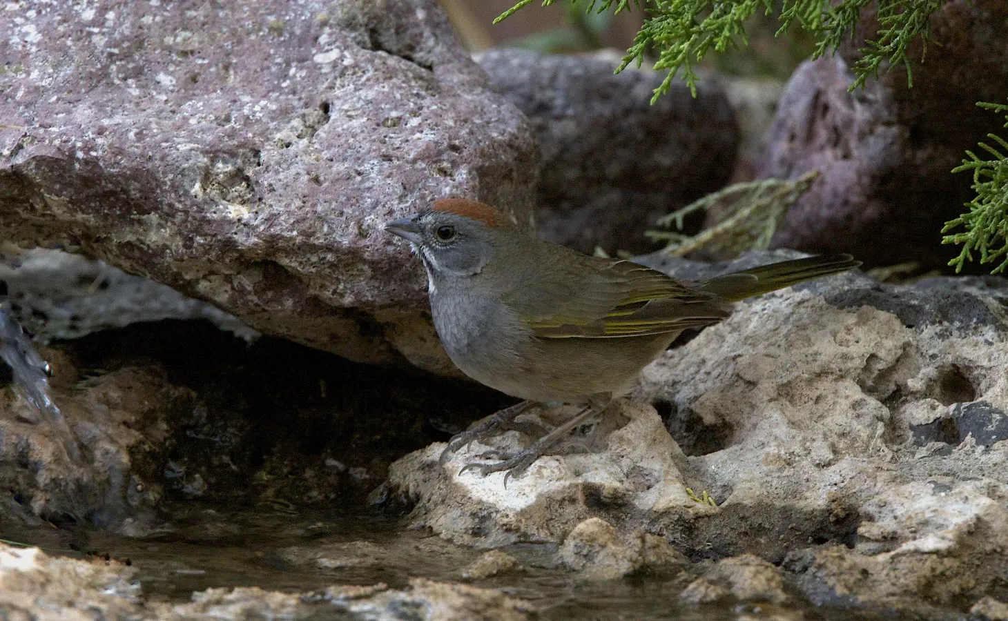 File:Green-tailed Towhee (Pipilo chlorurus) (13945292077).jpg