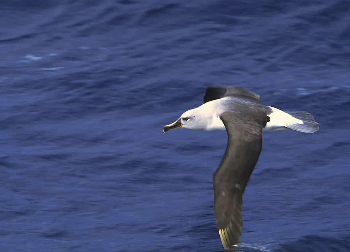 File:Grey-headed Albatross (Thalassarche chrysostoma) (11027769733).jpg