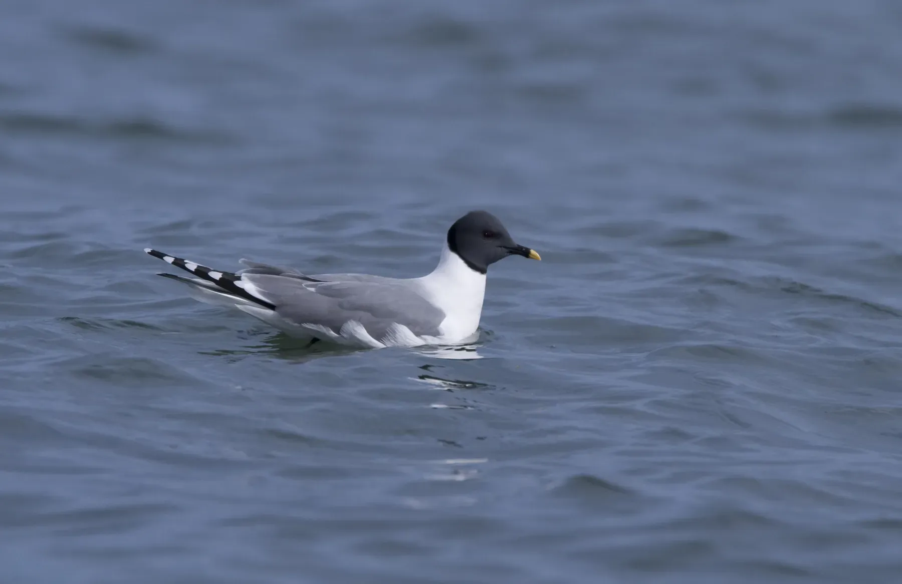 File:Sabine's Gull (Larus sabini) (Xema sabini) (10724042756).jpg