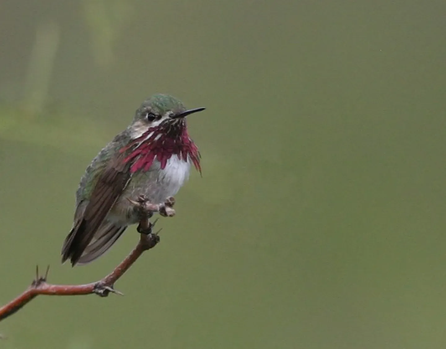 File:Calliope Hummingbird (Selasphorus calliope) (9651301787).jpg