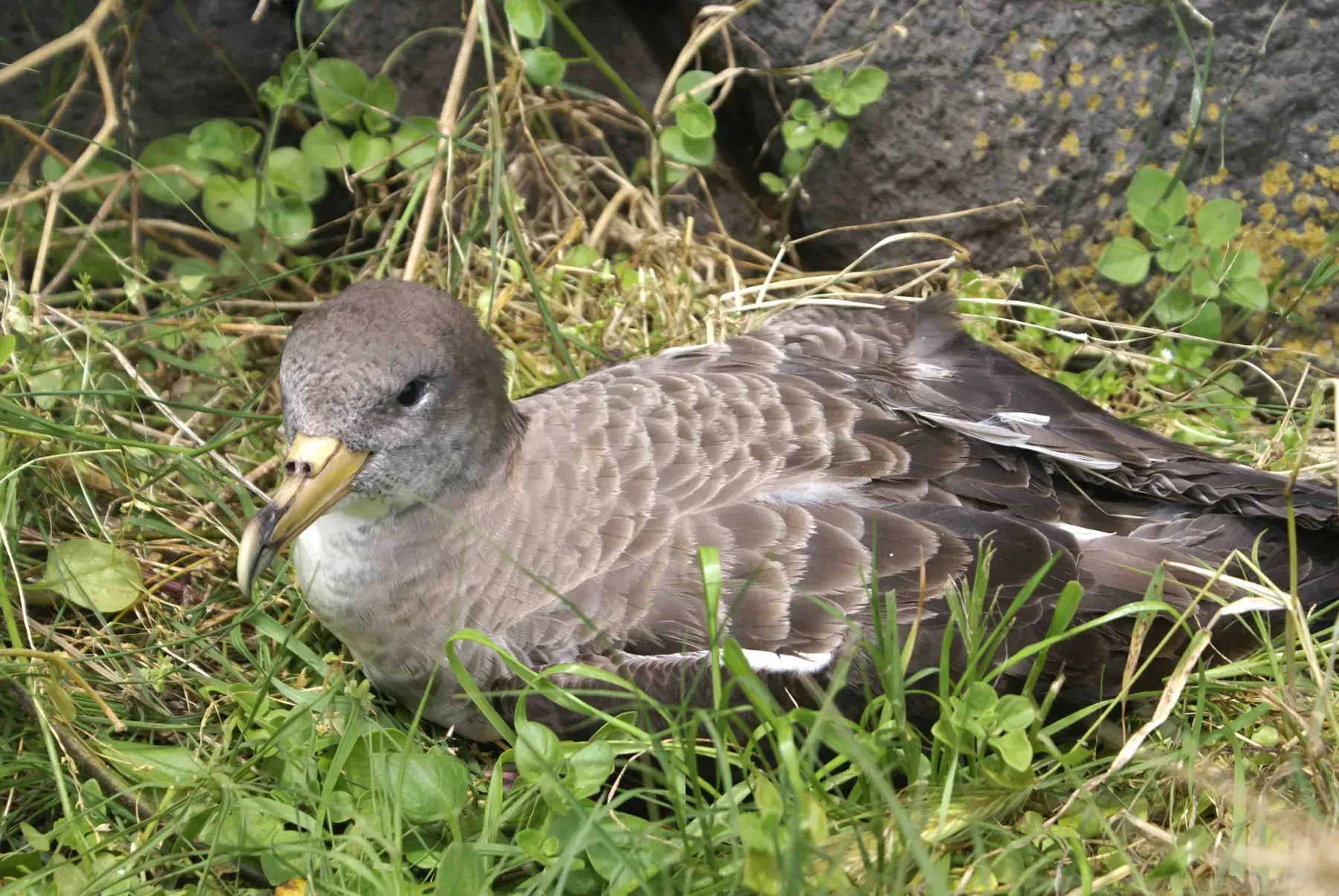 File:Cagarro - Calonectris borealis, Terceira, Açores.jpg