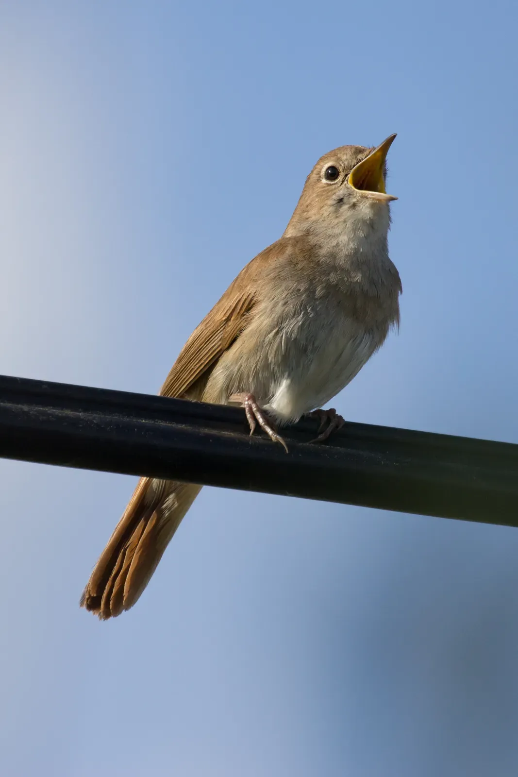 File:Luscinia megarhynchos - 01.jpg