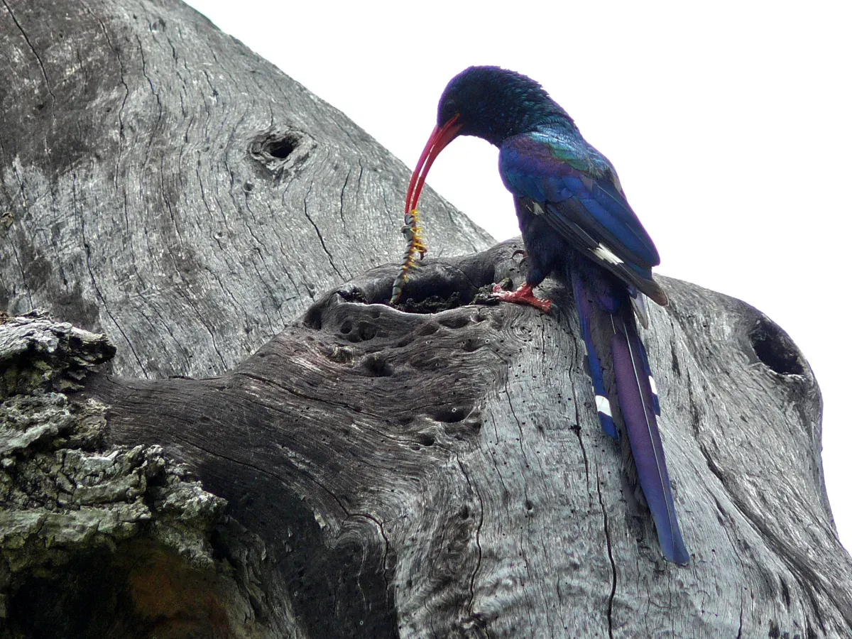 File:Green Wood-Hoopoe (Phoeniculus purpureus) (6040677597).jpg