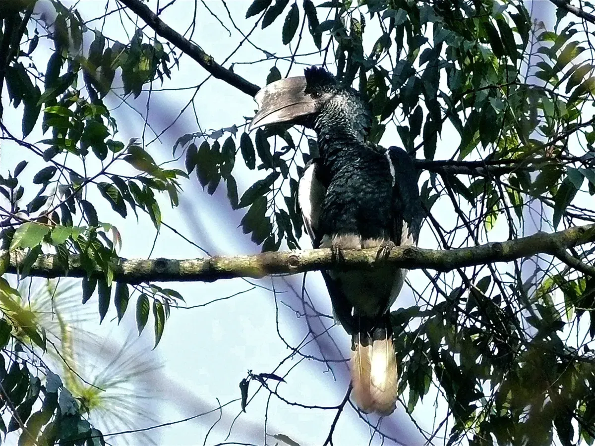 File:Black-and-white-casqued Hornbill (Bycanistes subcylindricus) (6930438270).jpg