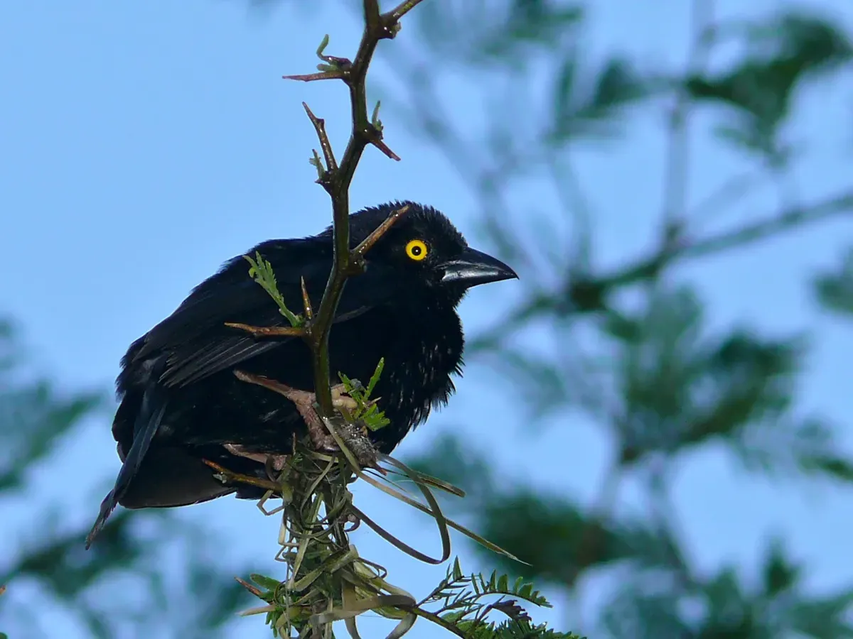 File:Vieillot's Black Weaver (Ploceus nigerrimus) (6930639008).jpg