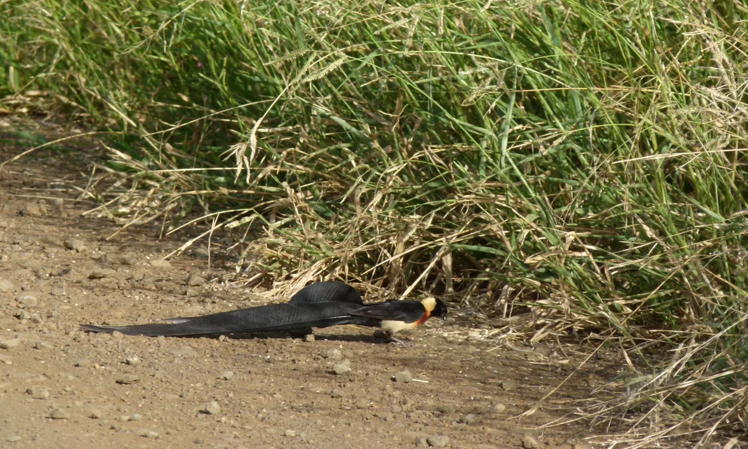 File:Long-tailed Paradise-Whydah (Vidua paradisaea) (6022022639).jpg